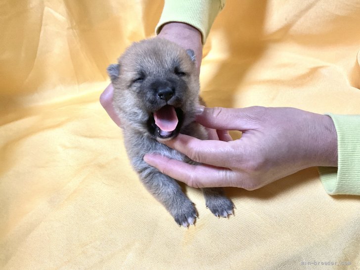 田中麗麗ブリーダーのブログ：仔犬だよ