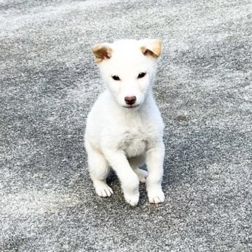 豆柴【奈良県・男の子・2024年10月5日・白】の写真「綺麗な白柴ちゃん」