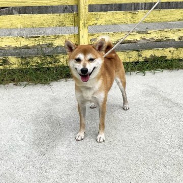 柴犬(豆柴)【奈良県・男の子・2023年6月14日・赤】の写真「凛とした豆柴ちゎん」