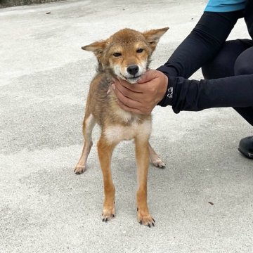 柴犬(豆柴)【奈良県・男の子・2023年4月6日・胡麻】の写真「大人しい子」