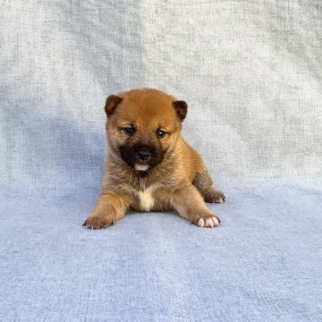 柴犬(豆柴)【奈良県・男の子・2024年10月14日・赤】の写真「小さな豆柴ちゃん」