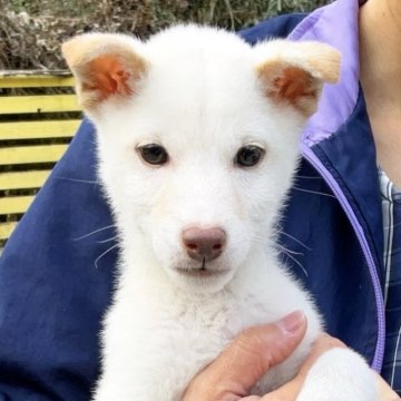 柴犬(豆柴)【奈良県・男の子・2024年10月5日・白】の写真「綺麗な白柴ちゃん、現在2kg(1/6)」