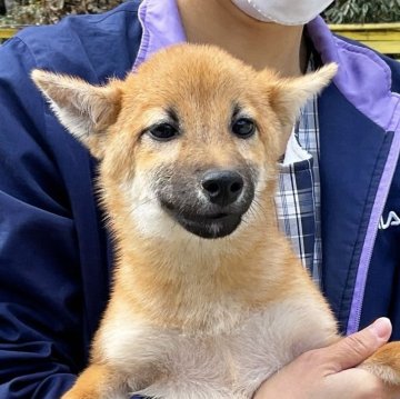 柴犬(豆柴)【奈良県・女の子・2024年8月8日・赤】の写真「ダンスが出来る豆柴❣️現在3.1kg(1/6)」