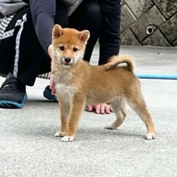 柴犬(豆柴)【奈良県・男の子・2024年8月29日・赤】の写真「人が大好きな豆柴ちゃん❤️現在2.1kg」