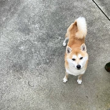 柴犬(豆柴)【奈良県・男の子・2023年6月14日・赤】の写真「凛とした豆柴ちゎん、人が大好き💕」