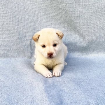 柴犬(豆柴)【奈良県・女の子・2024年10月5日・白】の写真「綺麗な白柴ちゃん❣️」