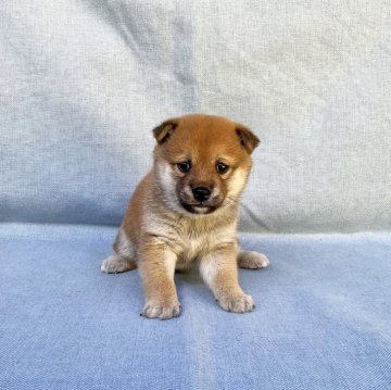 柴犬(豆柴)【奈良県・女の子・2024年10月17日・赤】の写真「かわいい豆柴ちゃん」