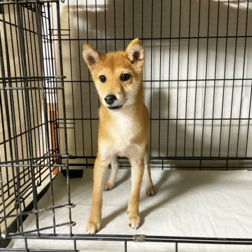 柴犬(豆柴)【奈良県・男の子・2024年4月16日・赤】の写真「人が大好きな豆柴ちゃん、現在4.2kgです❣️」