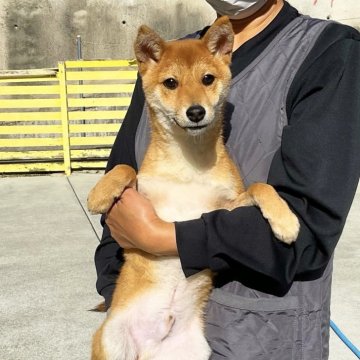 豆柴【奈良県・男の子・2024年4月16日・赤】の写真「人が大好きな豆柴ちゃん、現在4.2kg(11/29」