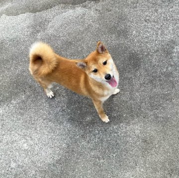 柴犬(豆柴)【奈良県・男の子・2024年4月16日・赤】の写真「人が大好きな豆柴ちゃん、現在4.9kg(1/6)」