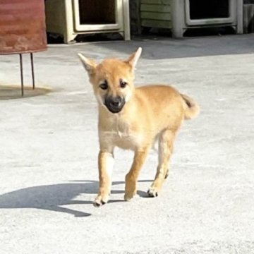 柴犬(豆柴)【奈良県・女の子・2024年8月8日・赤】の写真「ダンスが出来る豆柴ちゃん❣️」