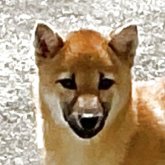 柴犬(豆柴)