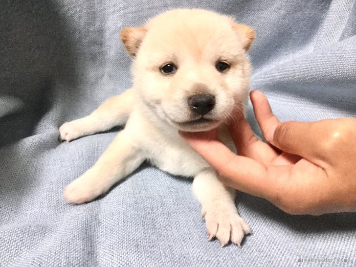 豆柴 女の子 白 07 19生まれ 奈良県 子犬id 08 両親共豆柴です 希少な白の豆柴です みんなのブリーダー