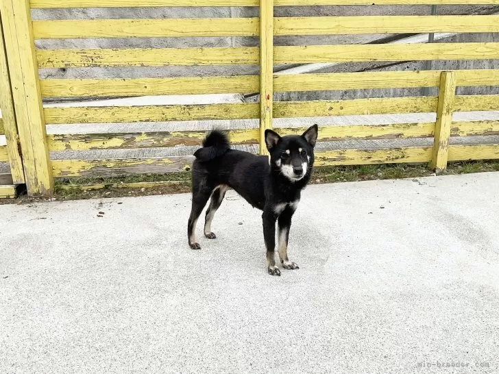 なとり 様のお迎えした子犬