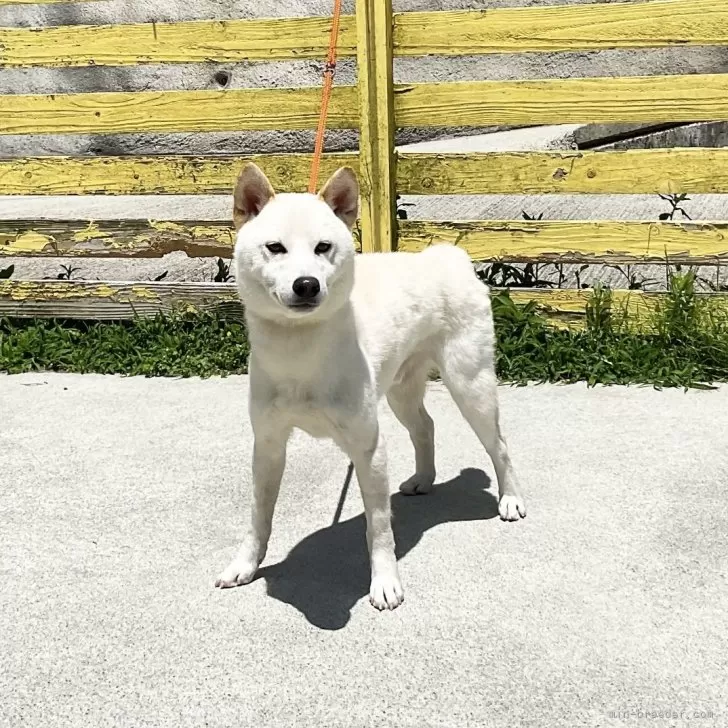 りさ 様のお迎えした子犬