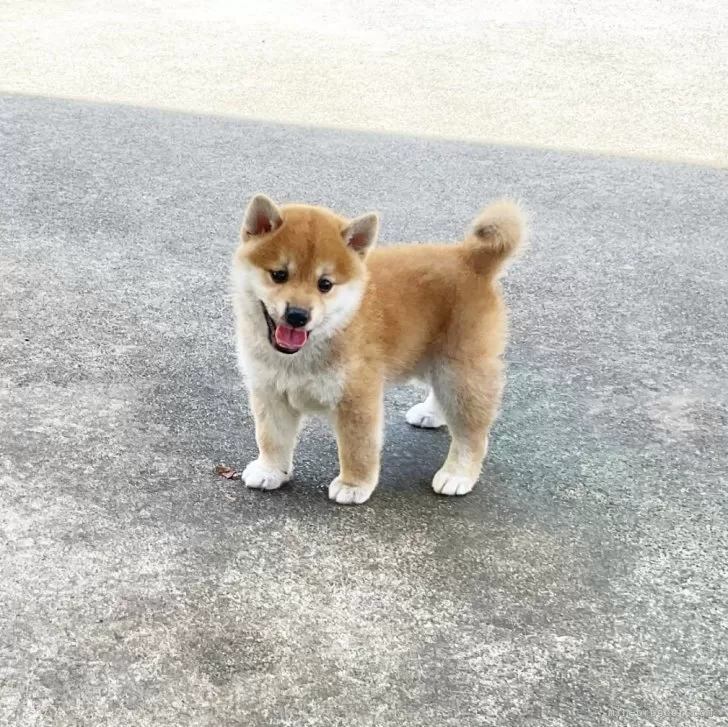 むぎ 様のお迎えした子犬