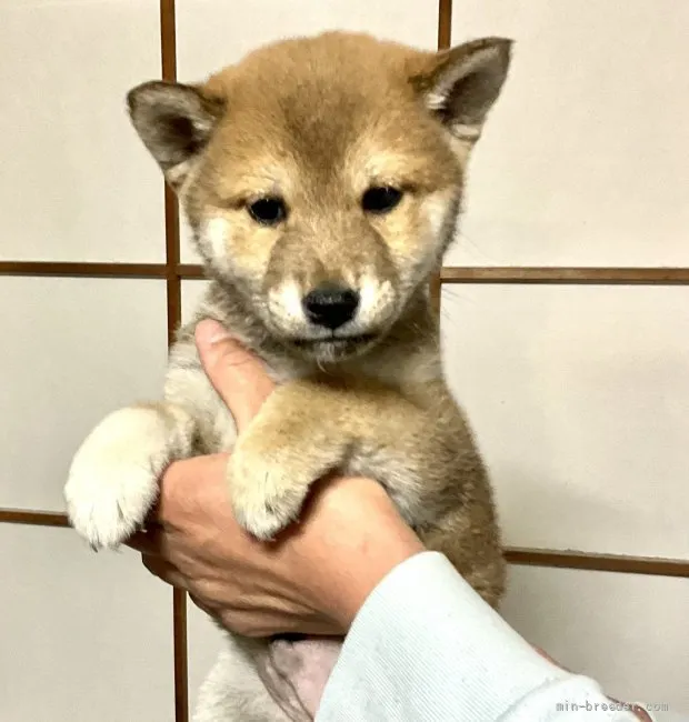 柴犬(標準サイズ)【奈良県・男の子・2022年2月4日・赤】の写真1「３／２２撮影」