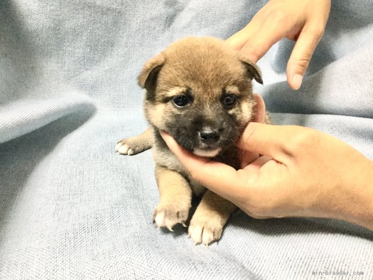 豆柴 女の子 赤 08 12生まれ 奈良県 子犬id 08 大人しい小豆柴 大好きです みんなのブリーダー