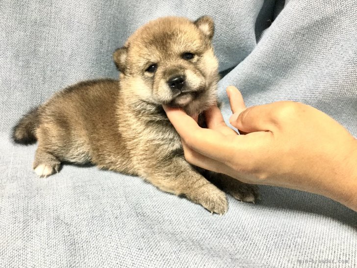 豆柴 女の子 赤 08 22生まれ 奈良県 子犬id 09 豆よりちっちゃな小豆柴 みんなのブリーダー