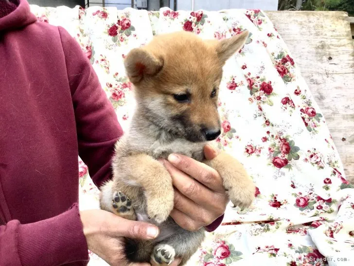 柴犬(標準サイズ)【奈良県・女の子・2018年11月17日・赤】の写真1「1／22撮影」