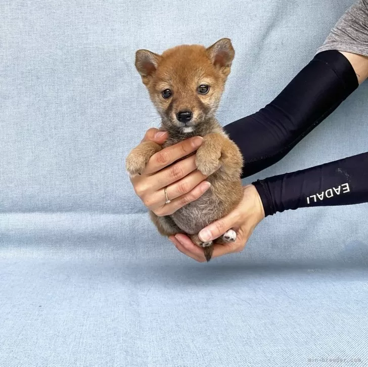 カッシー 様のお迎えした子犬