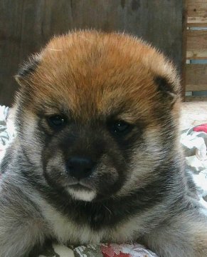 柴犬(標準サイズ)【奈良県・女の子・2018年2月14日・赤】の写真「バレンタインベビー」