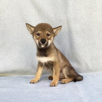 柴犬(豆柴)【奈良県・男の子・2023年8月7日・赤】の写真「愛想が抜群です❣️ゲージの確保のため、この価格」