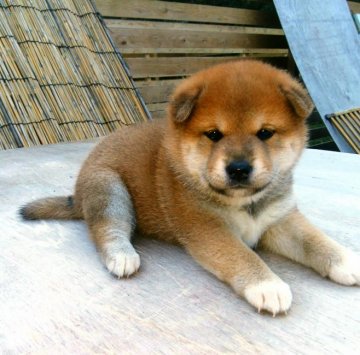 柴犬(標準サイズ)【奈良県・男の子・2017年10月4日・赤】の写真「コロンコロンの狸顔」