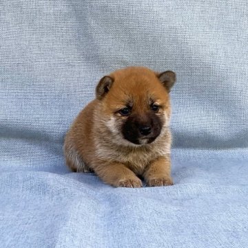 柴犬(豆柴)【奈良県・女の子・2024年2月2日・赤】の写真「極小豆柴ちゃん❣️」