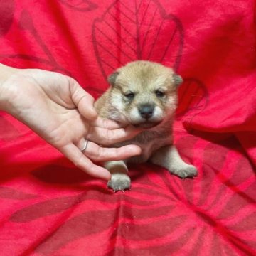 柴犬(豆柴)【奈良県・女の子・2022年12月31日・赤】の写真「愛想がいい仔です💕」