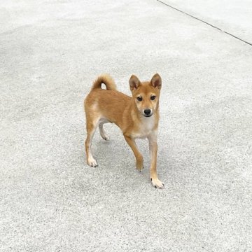 柴犬(豆柴)【奈良県・男の子・2024年4月16日・赤】の写真「人が大好きな豆柴ちゃん、現在3.1kgです❣️」