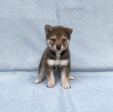 柴犬(豆柴)【奈良県・男の子・2024年1月25日・胡麻】の写真「小さな胡麻ちゃんです。」