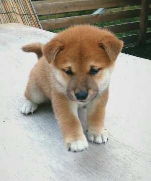 柴犬(標準サイズ)【奈良県・男の子・2017年9月27日・赤】の写真「コロコロ坊ちゃん」