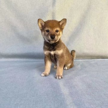 柴犬(豆柴)【奈良県・男の子・2022年10月21日・胡麻】の写真「年始セール❗️❗️胸元のＶ字が可愛い💕」