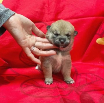 柴犬(豆柴)【奈良県・女の子・2023年1月2日・赤】の写真「愛想がいいのは親譲りです。」