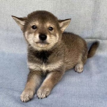 柴犬(豆柴)【奈良県・女の子・2023年1月8日・胡麻】の写真「綺麗な胡麻毛の豆柴ちゃんです💕」