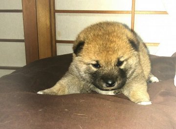 柴犬(標準サイズ)【奈良県・女の子・2017年11月7日・赤】の写真「綺麗な赤毛の仔犬です！」