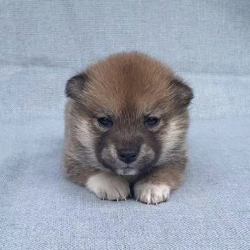 柴犬(豆柴)【奈良県・女の子・2023年2月19日・赤】の写真「ちいちゃいな豆柴ちゃんです❣️」