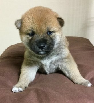 柴犬(標準サイズ)【奈良県・男の子・2017年9月12日・赤】の写真「移転記念セール‼️」