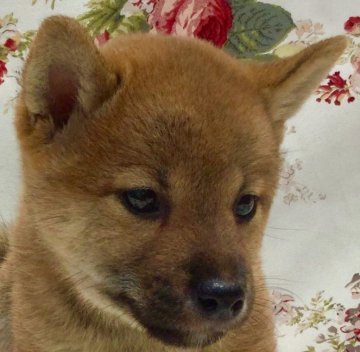 柴犬(豆柴)【奈良県・男の子・2018年4月23日・赤】の写真「早く見学に来て下さい！」