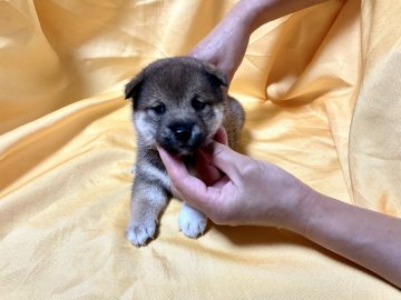 柴犬(豆柴)【奈良県・女の子・2021年6月12日・赤】の写真「大人しい女の子です。よろしく❣️」