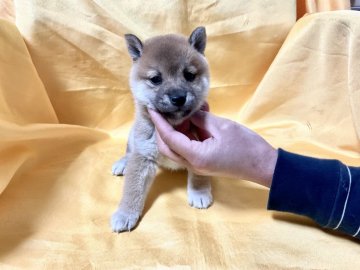 柴犬(豆柴)【奈良県・女の子・2021年12月22日・赤】の写真「愛嬌がいい極小豆柴」