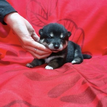 柴犬(豆柴)【奈良県・男の子・2023年11月14日・黒】の写真「綺麗な黒豆柴ちゃん」