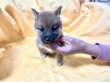 柴犬(豆柴)【奈良県・女の子・2021年12月22日・赤】の写真「愛嬌がいい極小豆柴」