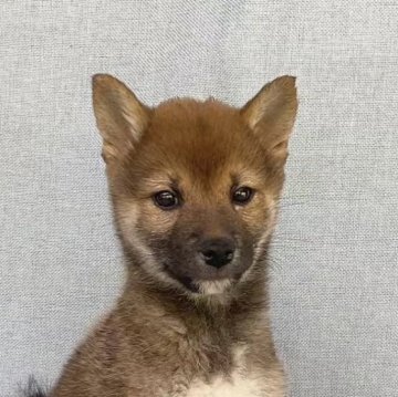 柴犬(豆柴)【奈良県・男の子・2022年12月28日・胡麻】の写真「春休み価格‼️現在1.6kg❣️」