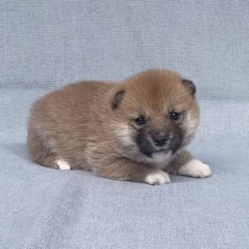 柴犬(豆柴)【奈良県・女の子・2023年2月19日・赤】の写真「これは小さい❗️ちいちゃいな豆柴です❣️」