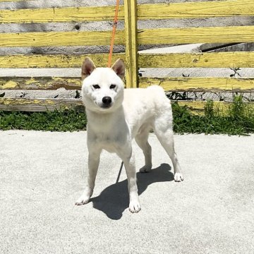 柴犬(豆柴)【奈良県・男の子・2022年9月15日・白】の写真「大人しい」