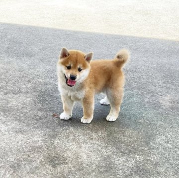 柴犬(豆柴)【奈良県・男の子・2024年7月11日・赤】の写真「大きな目で目力がある豆柴ちゃん❣️」