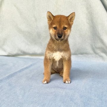 柴犬(豆柴)【奈良県・男の子・2023年8月22日・赤】の写真「かわいい豆柴ちゃんです♪2.1kg」