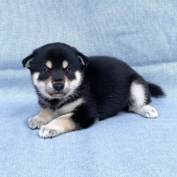 柴犬(豆柴)【奈良県・女の子・2024年7月7日・黒】の写真「綺麗な黒柴ちゃん❣️人が大好き女の子❣️」